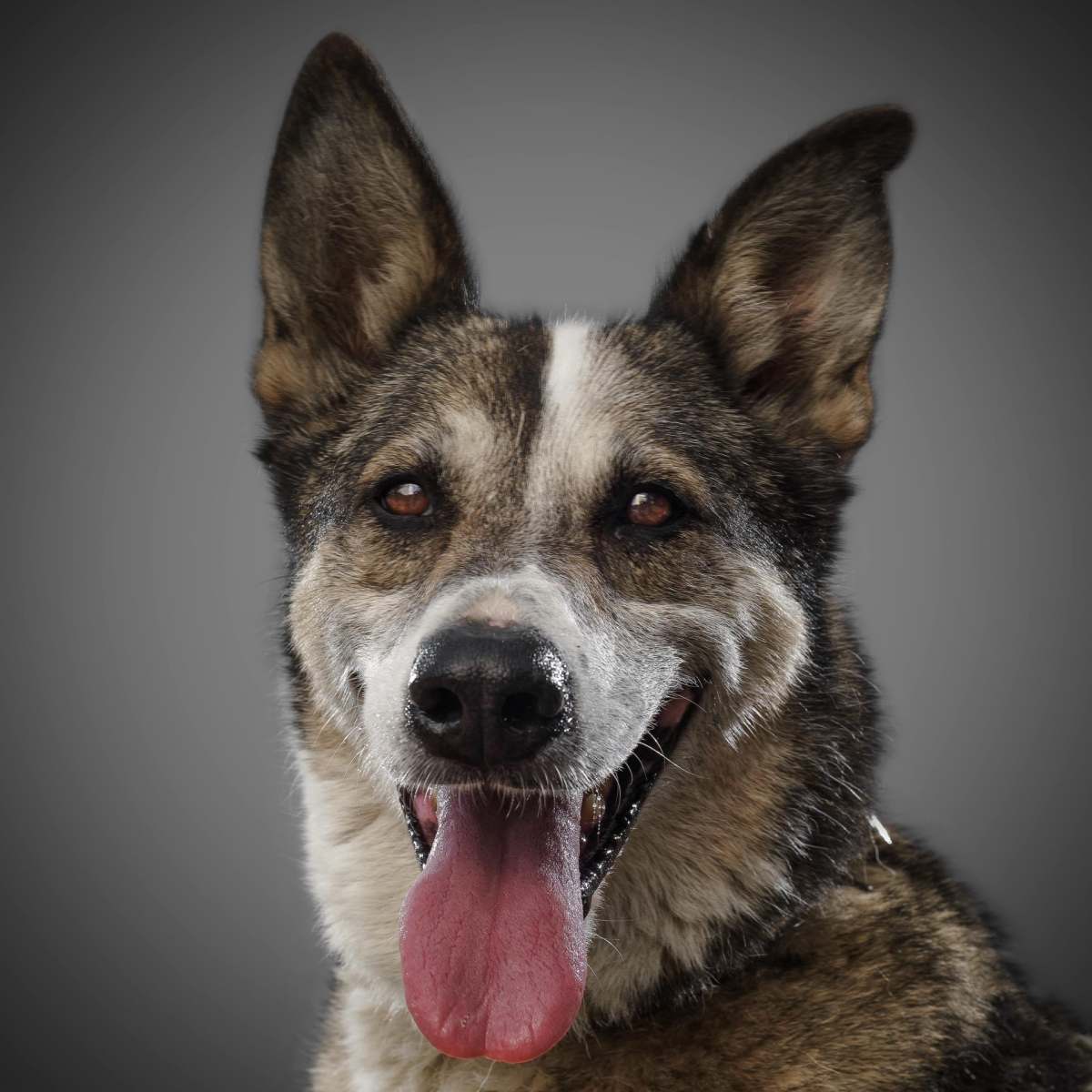 cute-funny-dog-is-the-symbol-of-2018-stuck-out-hi-2024-05-14-17-39-16-utc-min cute-funny-dog-is-the-symbol-of-2018-stuck-out-hi-2024-05-14-17-39-16-utc-min